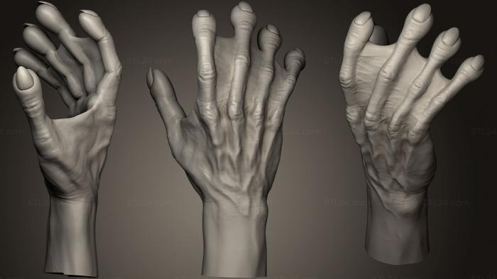 Анатомия скелеты и черепа (Гуманоидная Рука 9, ANTM_0147) 3D модель для ЧПУ станка
